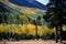 Fall color in Lockett Meadow, San Franci Peaks, Arizona