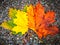 Fall color maple leaves closeup