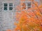 Fall color of the Queen\'s University