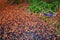 Fall color, small maple leaves in red, yellow, and orange, fallen on an asphalt driveway, light purple chrysanthemums in garden