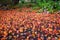 Fall color, small maple leaves in red, yellow, and orange, fallen on an asphalt driveway, light purple chrysanthemums in garden