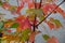 Fall colored Maple Leaves with water background in Canada