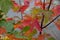 Fall colored Maple Leaves with water background in Canada - II