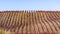 Fall colored vineyards covering the hills of Santa Barbara county; green grass starting to grow in between rows; South California