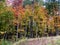 Fall colorful leaves in Upper Michigan forest