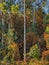 Fall colors around a white trunk of a eucalyptus tree