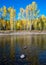 Fall colors in Aspen trees on the Flathead River