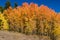 Fall Colors of Colorado Aspens