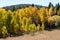 Fall Colors of Colorado Aspens