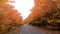 Fall Colors. Colorful Autumn Leaves on Forest Path