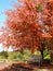 Fall colors at Cornell University Overlook with inviting bench