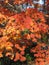 Fall colors displayed in flowers, trees and shrubs.