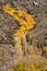 Fall colors in the Eastern Sierra, California