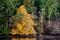 Fall colors at Esquimalt Lagoon, Victoria, BC Canada