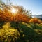 Fall colors garden