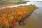 Fall colors on Hudson River island wetland