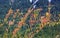 Fall Colors Mountain Sides Forest Stevens Pass Washington