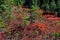 Fall colors, Mt. Rainier Forest