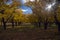 Fall Colors in the Orchards at Capital Reef, Fruita District, Utah