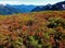 Fall colors on Ptarmigan Ridge trail in the North Cascadess