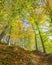 Fall Colors, Rapids Trail, McKeldin Recreation Area, Patapsco Valley State Park, MD