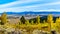 Fall Colors in the Snake River Valley viewed from Signal Mountain in Grand Teton National Park