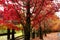 Fall Colors Sonoma Wine County