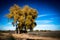 Fall colors on trees in Eastern Plains of Colorado