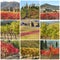 Fall colors vineyards collage