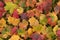 Fall colourful maple autumn leaves background