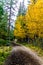 Fall colours abound around Marsh loop. Banff National Park Alberta Canada