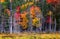 Fall colours in an area burnt using controlled fire