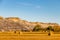 Fall colours dot the badlands. Tolman Badlands Heritage Rangeland Natural Area Alberta Canada