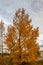 Fall colours in farmers field are popping. Mountainview County, Alberta, Canada