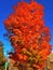 Fall Colours in Lake Placid, New York