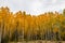 Fall colours at Widow Maker. Bow Valley Wilderness Area Alberta Canada