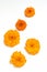Fall composition. Orange color flowers on white background. Flat lay, top view