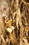 Fall corn husks and dried corn