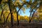 Fall Cottonwood Trees