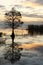 Fall Cypress Tree Reflected at Sunrise