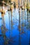 Fall cypress trees and clear blue sky reflected in water