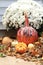 Fall display with pumpkin decorated for Halloween near mums, gourds and fall leaves