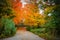 Fall Driveway