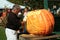 Fall Fest Pumpkin Carver - Frankfort, Michigan