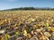 Fall field in countryside. Dry colorful leaves in corn rows