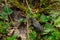 Fall Field Cricket - Gryllus pennsylvanicus