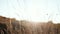 Fall field with dry autumn grass on warm golden hour sunset