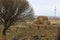 Fall field straw stack