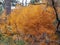 Fall firey orange bush amazing
