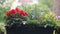 Fall flowering plants in a windowsill